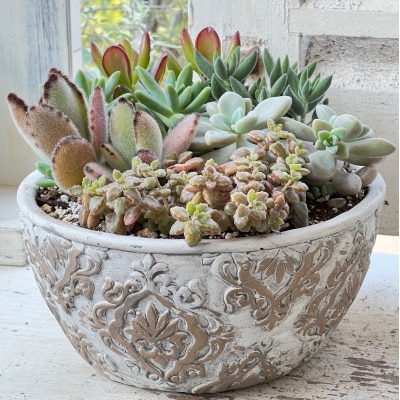 多肉植物の寄せ植え L 観葉植物 多肉植物 寄せ植え