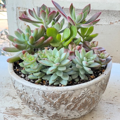 多肉植物の寄せ植え L 観葉植物 多肉植物 寄せ植え