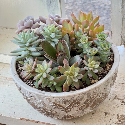 多肉植物の寄せ植え L 観葉植物 多肉植物 寄せ植え