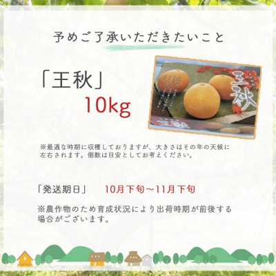 王秋 10kg(生橋農園) 鳥取県産 梨 鳥取 果物 フルーツ 王秋 和梨 数量限定 詰め合わせ 旬