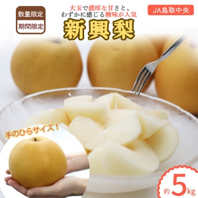 新興梨 【倉吉産】5kg(JA鳥取中央) しんこうなし 果物 フルーツ 数量限定 詰め合わせ