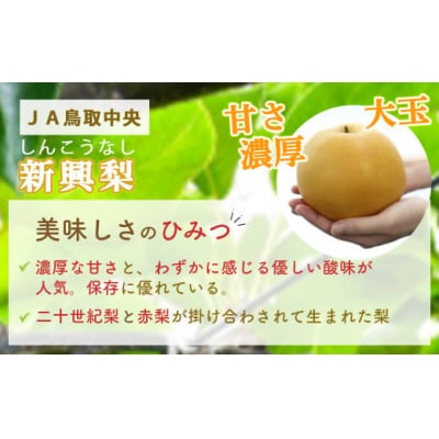 新興梨 【倉吉産】5kg(JA鳥取中央) しんこうなし 果物 フルーツ 数量限定 詰め合わせ