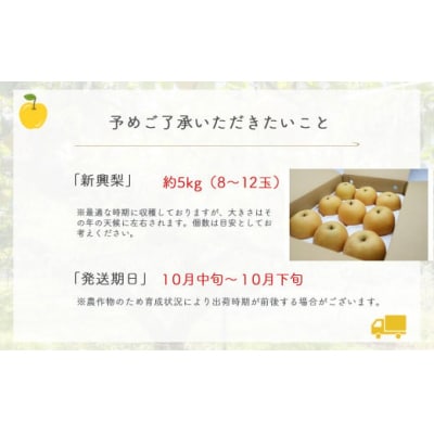 新興梨 【倉吉産】5kg(JA鳥取中央) しんこうなし 果物 フルーツ 数量限定 詰め合わせ