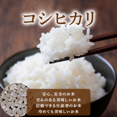 ※10月配送分【令和7産米】倉吉市産 コシヒカリ 5kg 16G024_10