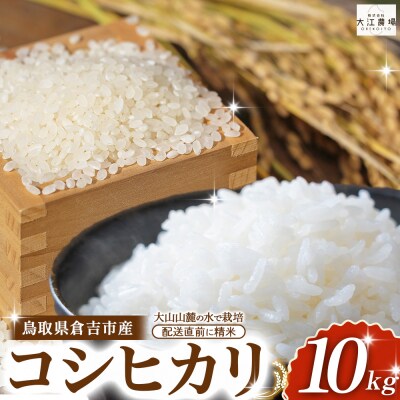 ※10月配送分【令和7産米】倉吉市産 コシヒカリ 10kg(5kg×2袋) 31G002_10