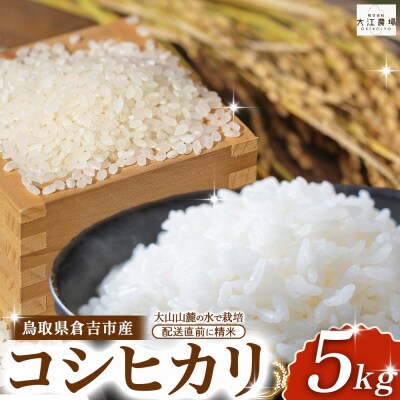 ※2月配送分【新米】【令和7産米】倉吉市産 コシヒカリ 5kg 16G024_02