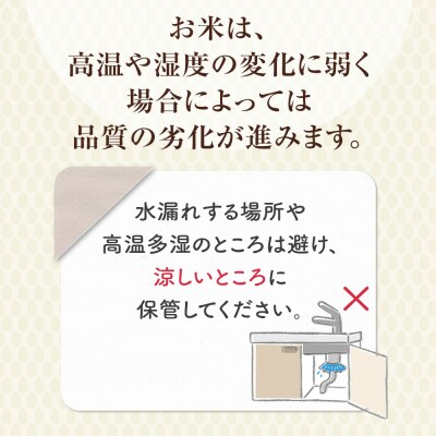 ※3月配送分【令和7産米】倉吉市産 コシヒカリ 10kg(5kg×2袋) 31G002_03