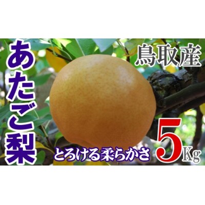 あたご梨 【倉吉産】5kg(JA鳥取中央) 果物 フルーツ 数量限定 詰め合わせ 大玉