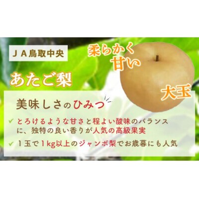 あたご梨 【倉吉産】5kg(JA鳥取中央) 果物 フルーツ 数量限定 詰め合わせ 大玉