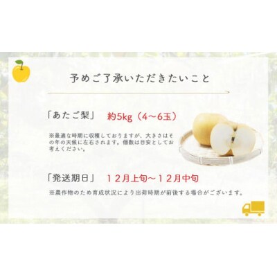 あたご梨 【倉吉産】5kg(JA鳥取中央) 果物 フルーツ 数量限定 詰め合わせ 大玉