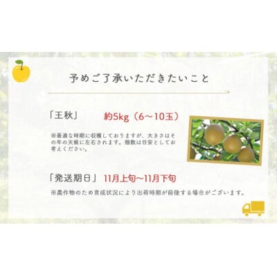 王秋 【倉吉産】5kg(JA鳥取中央) おうしゅう ブランド梨 果物 フルーツ 詰め合わせ