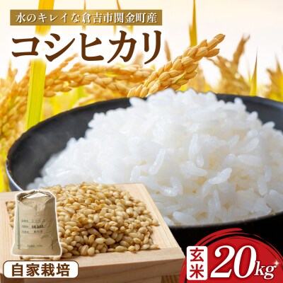 コシヒカリ 玄米 20kg 令和7年産 お米 米 こしひかり 玄米 コシヒカリ