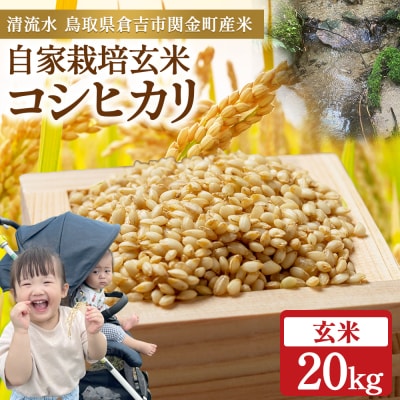  令和8年産米 コシヒカリ 玄米 20kg お米 米 こしひかり 玄米 コシヒカリ