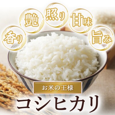  令和8年産米 コシヒカリ 玄米 20kg お米 米 こしひかり 玄米 コシヒカリ