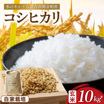 コシヒカリ 玄米 10kg 令和7年産 新米 お米 米 こしひかり 玄米 コシヒカリ