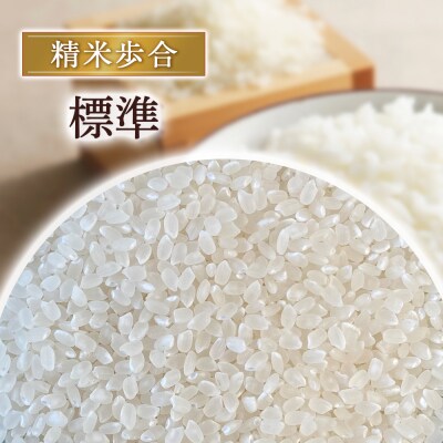 令和8年産米 コシヒカリ 10kg(標準) お米 こしひかり コシヒカリ