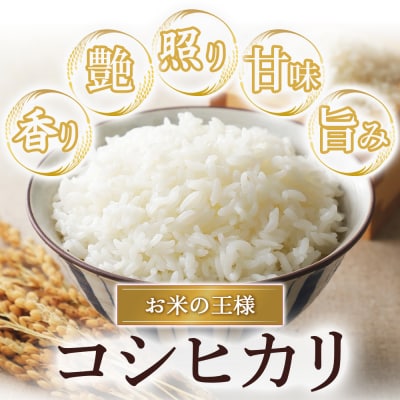 令和8年産米 コシヒカリ 10kg(標準) お米 こしひかり コシヒカリ