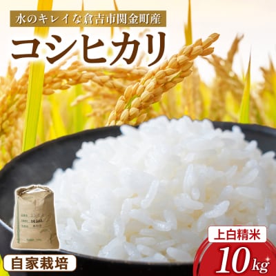 コシヒカリ 10kg(上白精米)令和7年産 新米 お米 米 こめ コメ こしひかり コシヒカリ ご飯