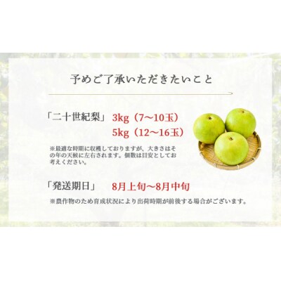 ハウス二十世紀梨【鳥取県産】5kg(生橋農園)