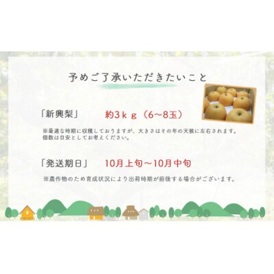 新興梨【鳥取県産】3kg(生橋農園)