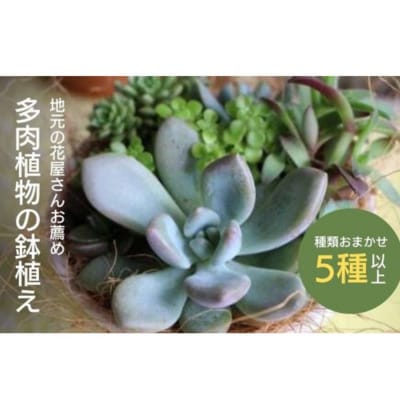 【チトのゆび】地元の花屋さんお薦めの多肉植物 Aセット