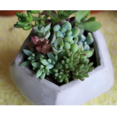 【チトのゆび】地元の花屋さんお薦めの多肉植物 Aセット