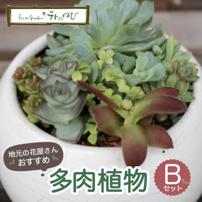 【チトのゆび】地元の花屋さんお薦めの多肉植物 Bセット