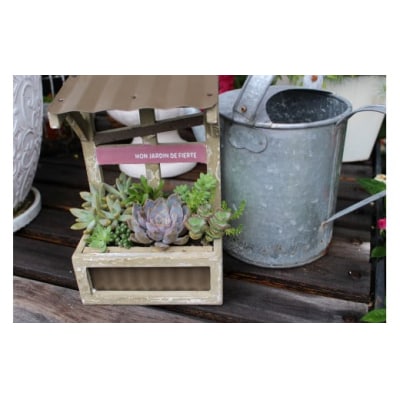 【チトのゆび】地元の花屋さんお薦めの多肉植物 Bセット