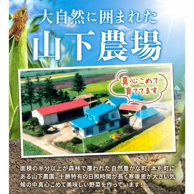 【先行受付】令和8年産北海道本別町山下農園の玉ねぎ(パワーウルフ)約10kg