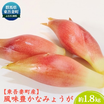 【東吾妻町産】風味豊かな みょうが 約1.8kg[No.5819-0270]