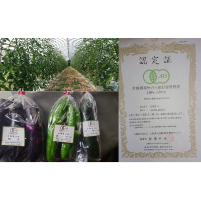 有機栽培 夏野菜 詰め合わせ 群馬県産 東吾妻 有機JAS 認証取得[No.5819-0339]