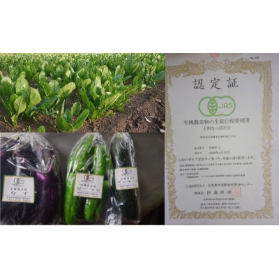 有機栽培 秋野菜 詰め合わせ 群馬県産 東吾妻 有機JAS 認証取得[No.5819-0342]
