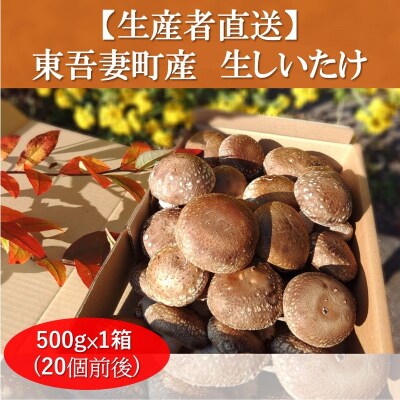 生椎茸約500g×1箱(20個前後) [No.5819-0363]