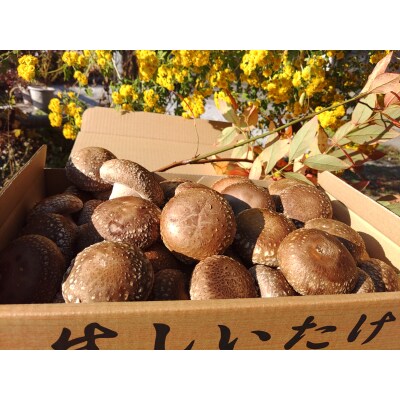 生椎茸約500g×1箱(20個前後) [No.5819-0363]
