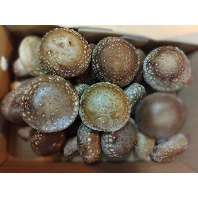生椎茸約500g×1箱(20個前後) [No.5819-0363]