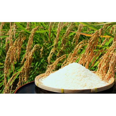 【定期便 3ヶ月】東吾妻町産 特別栽培ブランド米 さくや姫 5kg[No.5819-0346]