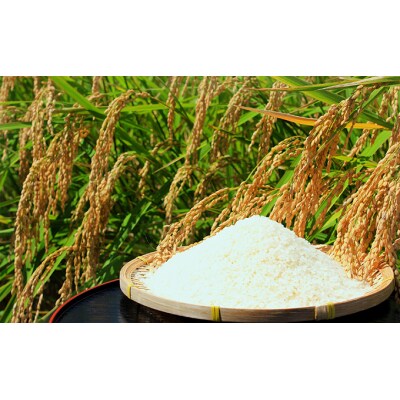 【定期便 3ヶ月】東吾妻町産 特別栽培ブランド米 さくや姫 10kg[No.5819-0348]