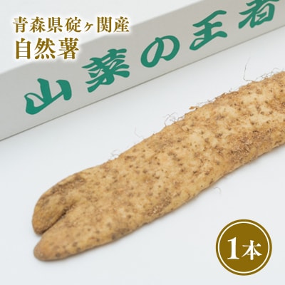 碇ヶ関産　自然薯1本