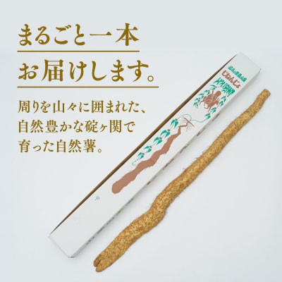 碇ヶ関産　自然薯1本