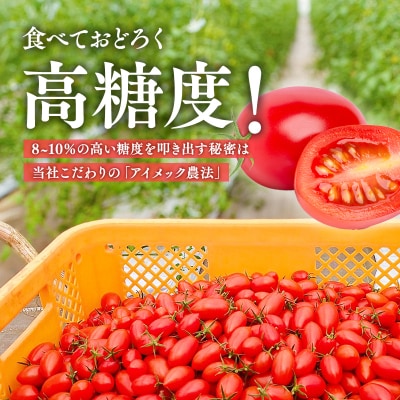 7月以降順次発送　「高糖度ミニトマト(アイコ)」約1kg 再生可能エネルギー生まれ
