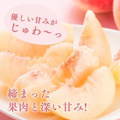 【8月中旬～8月下旬発送予定】津軽の桃　旬の白桃約5kg