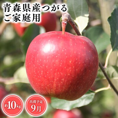 9月発送　【訳あり】家庭用つがる10kg　【そと川りんご園・9月・りんご・つがる・10kg】