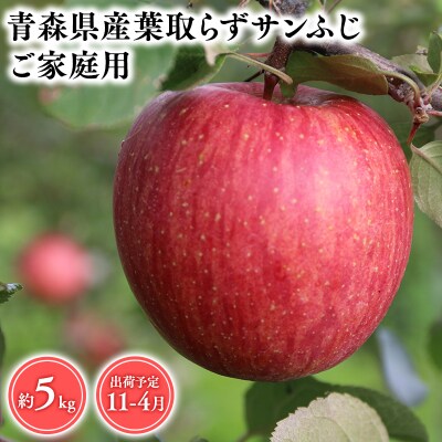 11月～4月発送　【訳あり】家庭用葉とらずサンふじ5kg　【そと川りんご園・りんご】