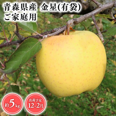 12月～2月発送　【訳あり】家庭用金星(有袋)5kg【そと川りんご園・りんご】
