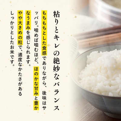 【定期便】3か月連続でお届け 令和6年産 青天の霹靂5kg(精米)
