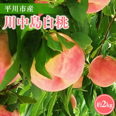 y2026NY s\zsY쒆 2kg(6-8)y_z