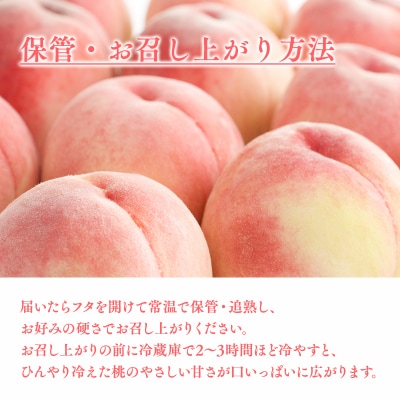 【2026年産 先行予約】平川市産川中島白桃 約4kg(12-16玉)【今井農園】