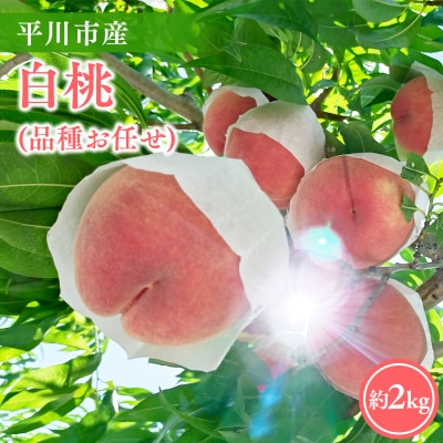 y2026NYs\zsY i킨C(/܂ǂ/ɒB) 2kg(6-8)