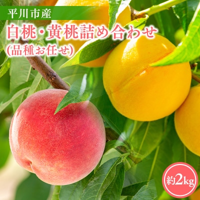 【2026年産 先行予約】平川市産桃 品種お任せ 詰め合わせ 約2kg(6-8玉)【今井農園】