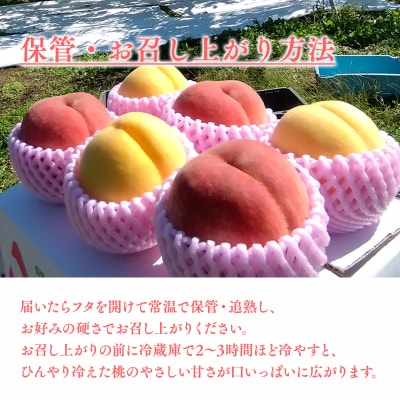【2026年産 先行予約】平川市産桃 品種お任せ 詰め合わせ 約2kg(6-8玉)【今井農園】
